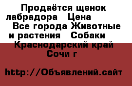 Продаётся щенок лабрадора › Цена ­ 30 000 - Все города Животные и растения » Собаки   . Краснодарский край,Сочи г.